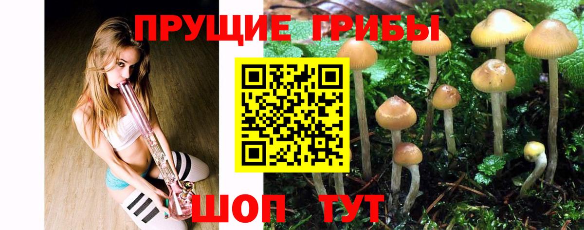 Псилоцибиновые грибы GOLDEN TEACHER  Вход с VPN  Галлюциногенные грибы MAGIC MUSHROOMS  закладка  Элиста 